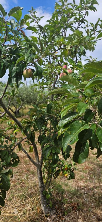 Stancija Lottegaly - Green Holiday Vodnjan Εξωτερικό φωτογραφία